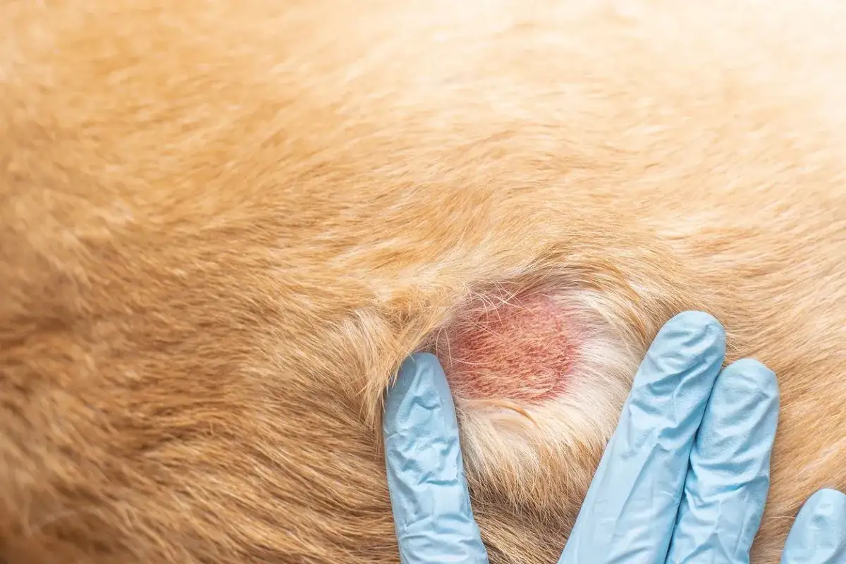Hund mit Hautirritation, m&ouml;glicherweise durch Grasmilben verursacht. Ein Tierarzt untersucht die ger&ouml;tete Stelle.