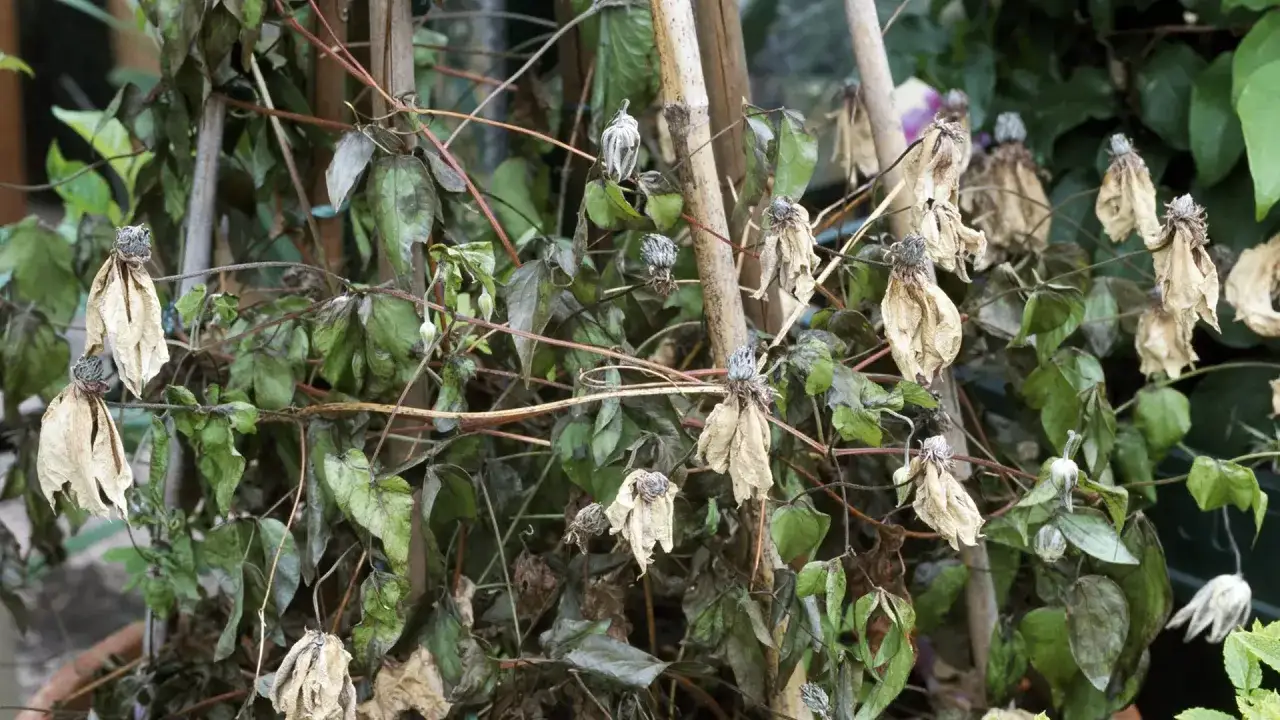 Verwelkte Clematis-Bl&uuml;ten und Bl&auml;tter, die auf clematis krankheiten bilder hinweisen.