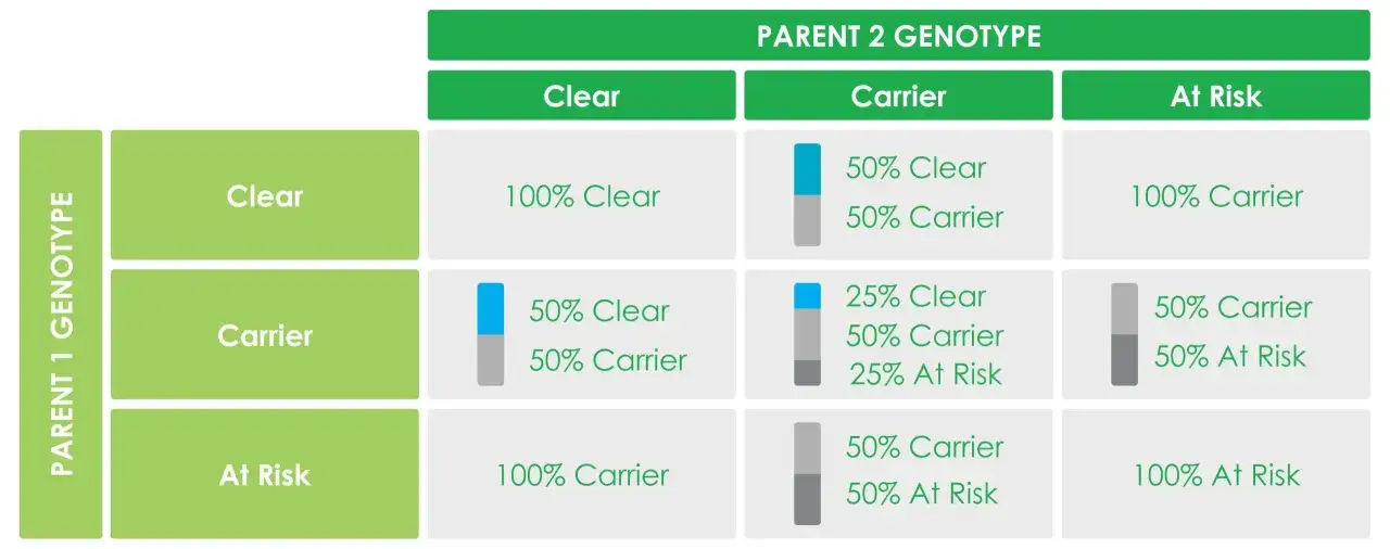 Tabla de genotipos para el gen MDR1. Muestra las probabilidades de descendencia clara, portadora o en riesgo según los genotipos de ambos padres.