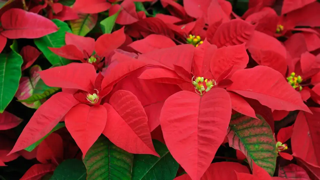 Leuchtend rote Weihnachtsstern-Bl&auml;tter, die wie ein Kaffeesatzmuster angeordnet sind, mit gr&uuml;nen Bl&auml;ttern im Hintergrund.