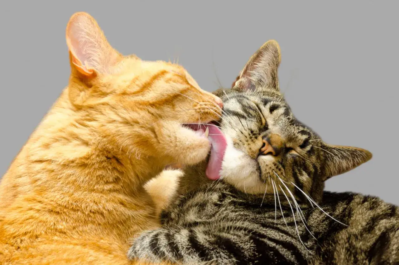 Two cats, one orange tabby and one brown tabby, groom each other. This tender moment might make you wonder if male cats are more affectionate.