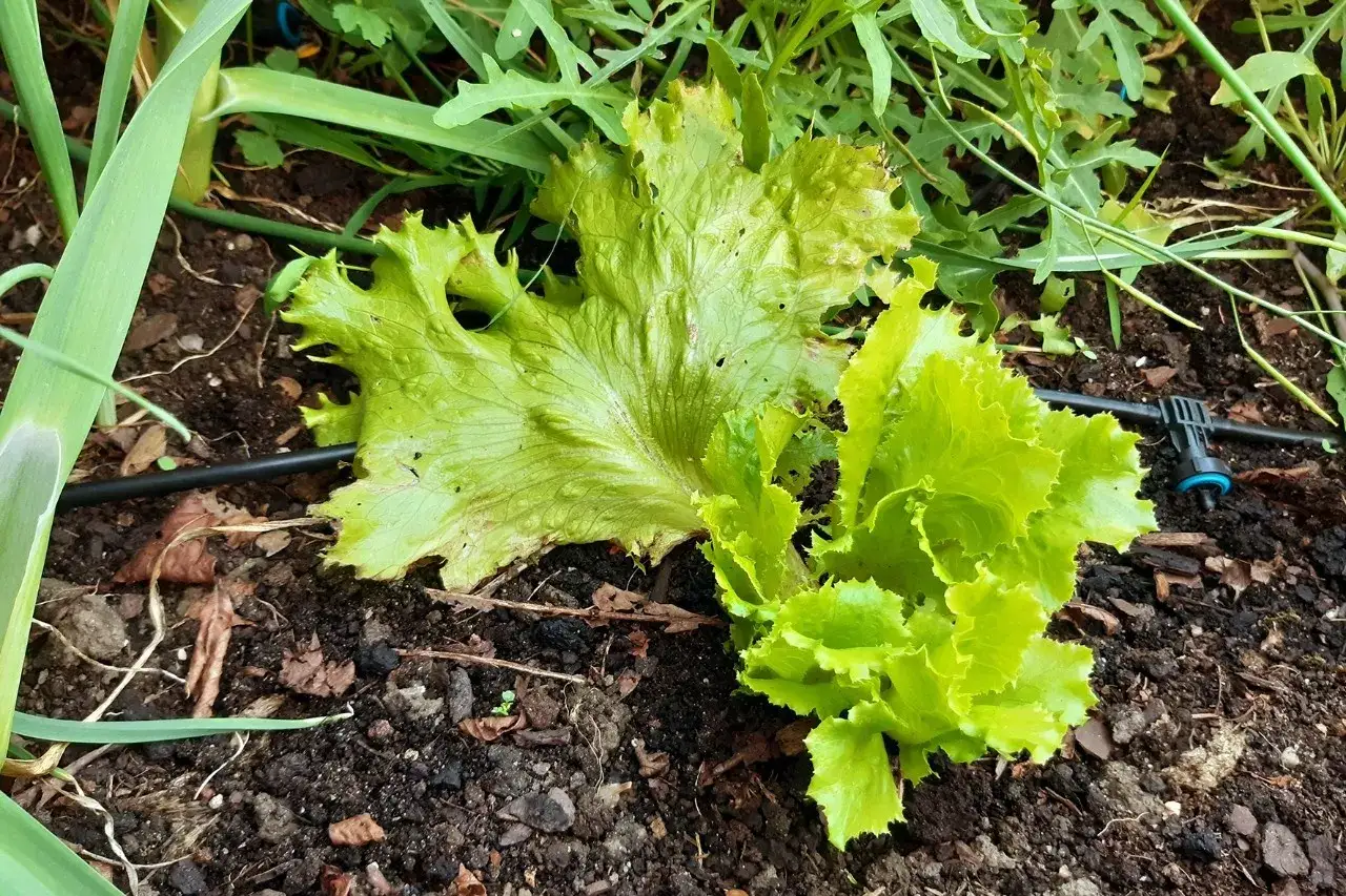 Frischer Kopfsalat ernten. Ein grüner Salatkopf liegt auf dunkler Erde, daneben ein Bewässerungsschlauch.