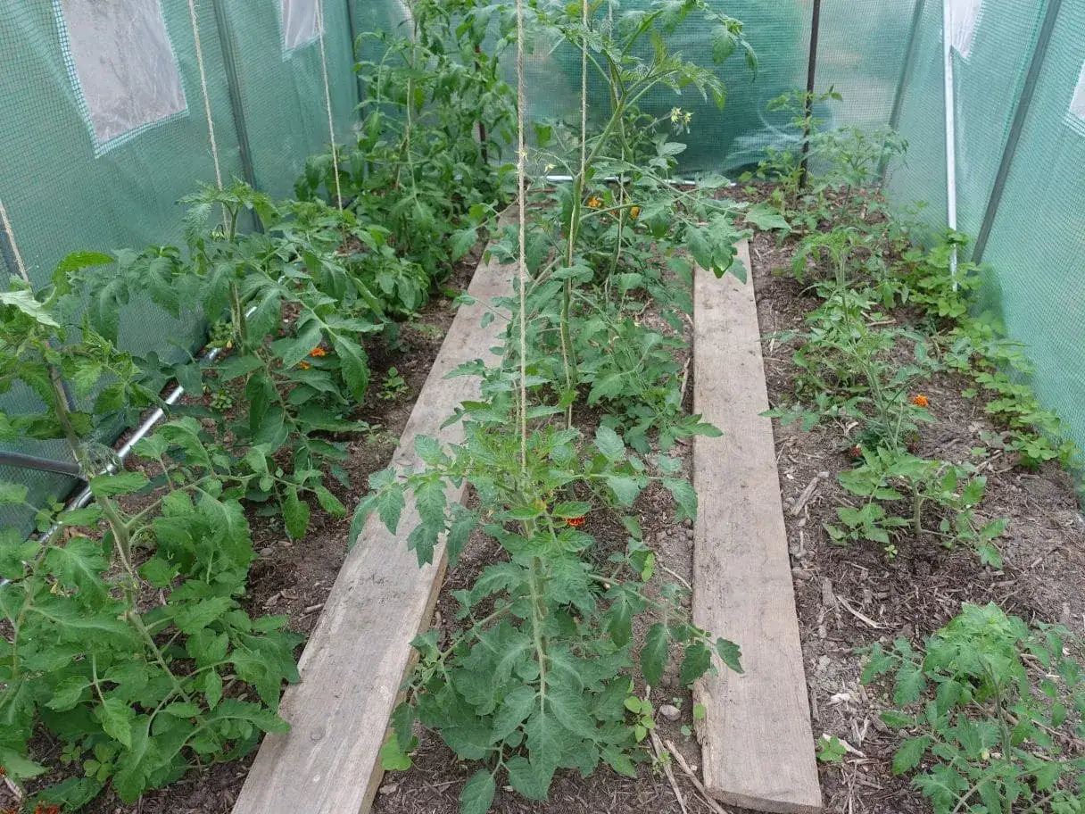 Dans une serre, des plants de tomates poussent. Des planches de bois servent de chemins. Il est temps de penser à comment tuteurer les tomates pour qu'elles grandissent bien.