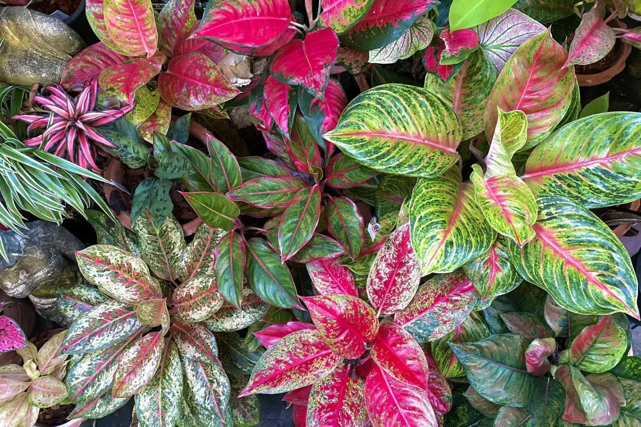 Kwitnące aglaonema odmiany w odcieniach zieleni, różu i czerwieni tworzą barwną mozaikę.