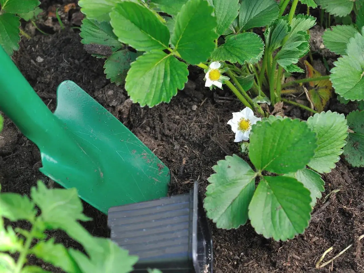 Eine grüne Gartenschaufel liegt neben einer blühenden Erdbeerpflanze im Boden.