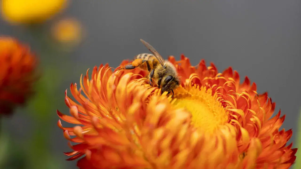 Ape su un fiore arancione, catturata con un **macro obiettivo** che rivela dettagli incredibili.