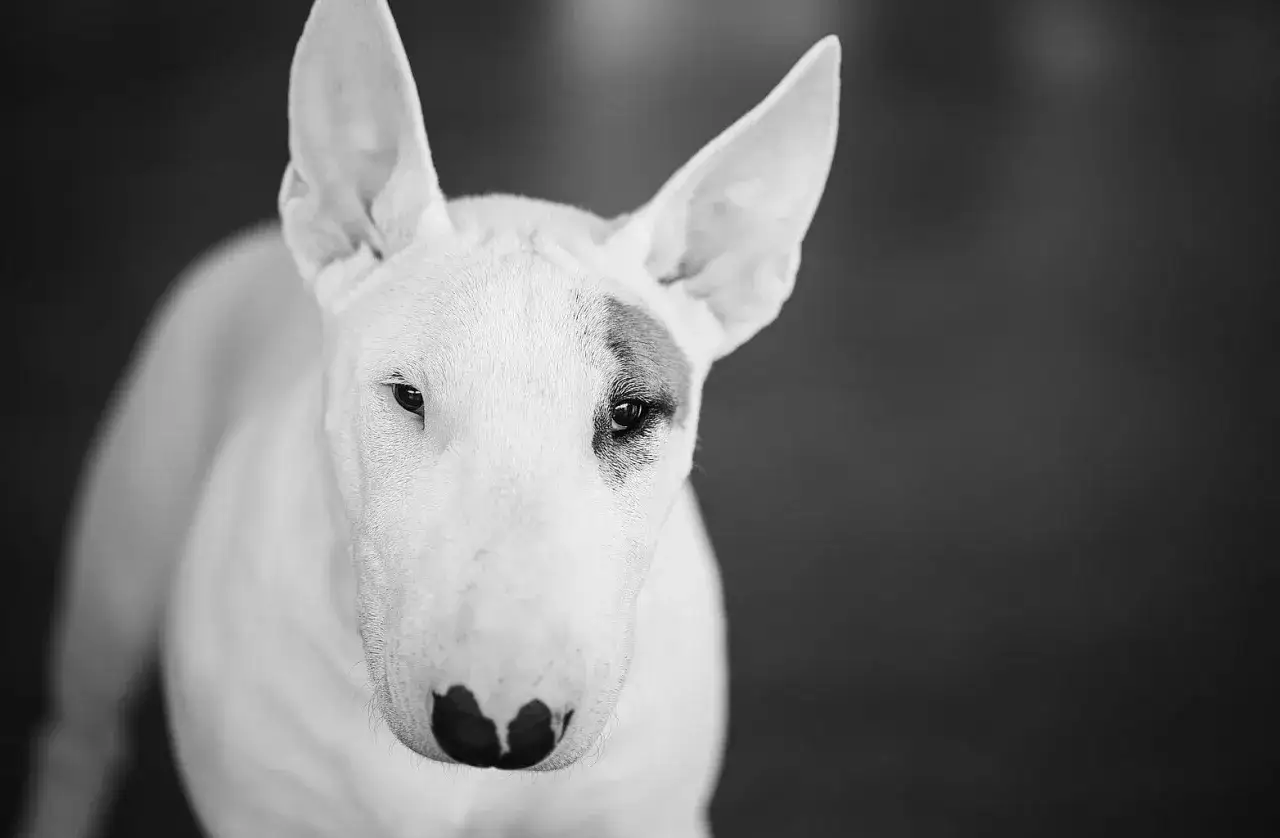 Bull terrier, pies o groźnym wyglądzie, ale o łagodnym sercu. Jego charakterystyczna głowa i czujne oczy budzą respekt.