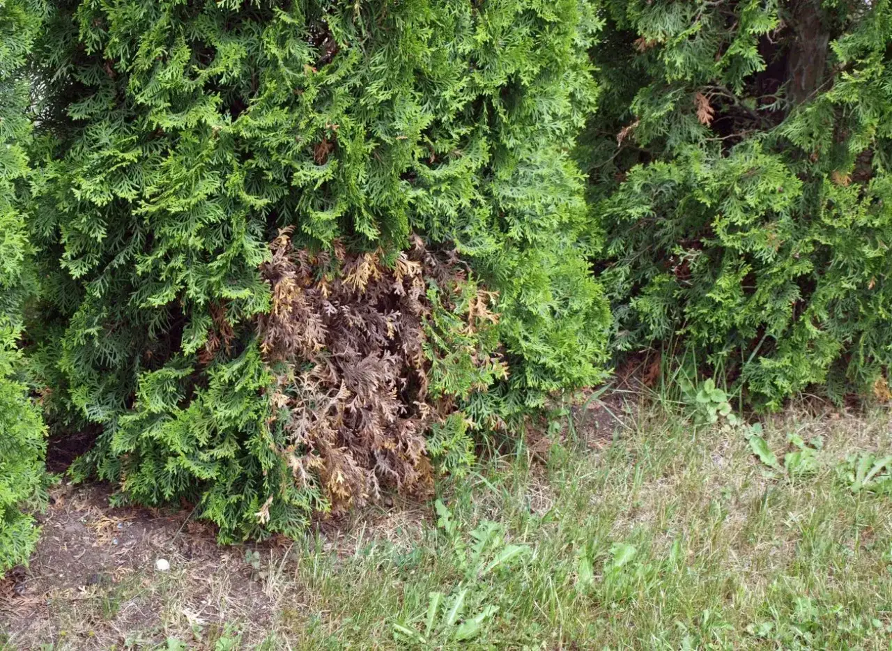 Plama brązowych, uschniętych igieł na żywozielonej tui. Objawy chorób tui są widoczne na krzewie.