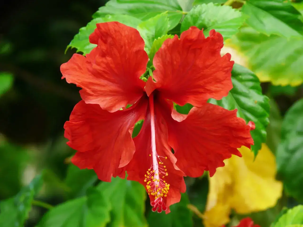 En sl&aring;ende r&ouml;d hibiskus blomma med sina kronblad som str&auml;cker sig ut mot en bakgrund av gr&ouml;na blad.