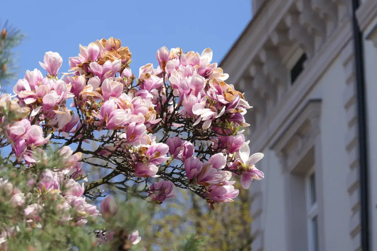 Kwiaty magnolii na tle nieba i zabytkowej kamienicy. Piękny **szlak magnolii Cieszyn** w pełni rozkwitu.