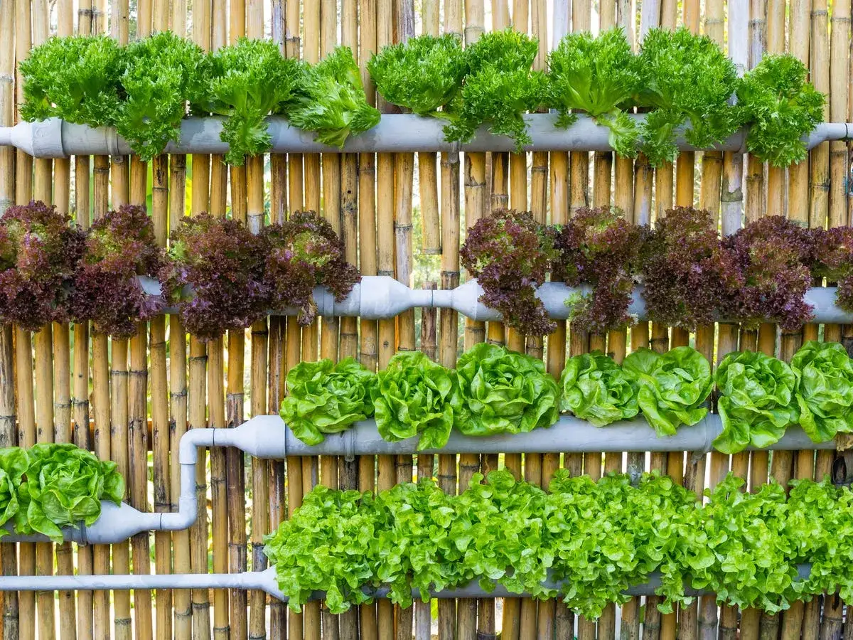 Variedad de lechugas en un sistema de cultivo hidrop&oacute;nico casero, montado sobre una pared de bamb&uacute;.