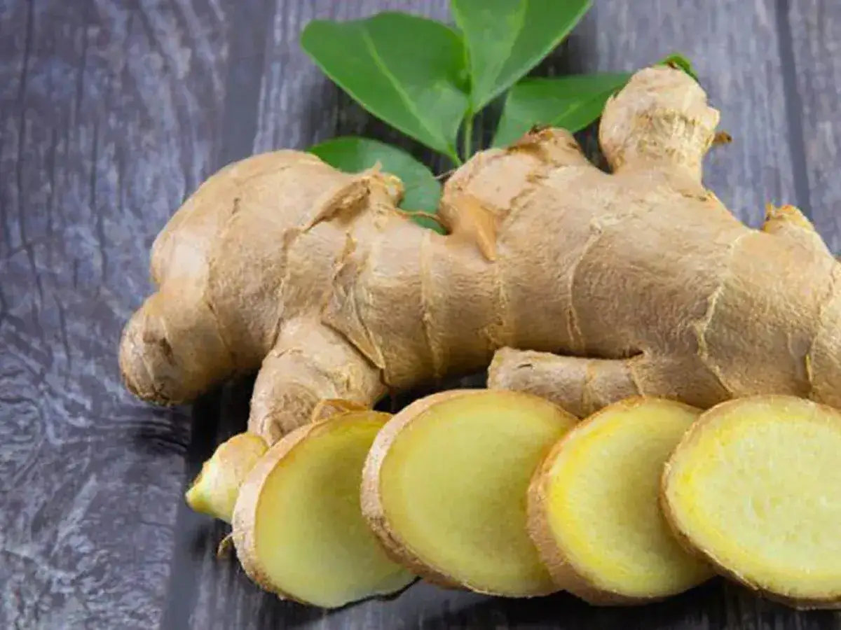 Raíz de jengibre entera y rodajas amarillas vibrantes sobre fondo oscuro. ¿A que sabe el jengibre? Picante y aromático.