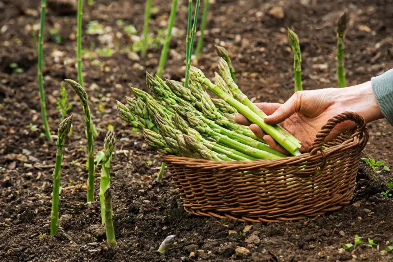 A hand places freshly cut asparagus spears into a basket, showing how to harvest asparagus from the soil.