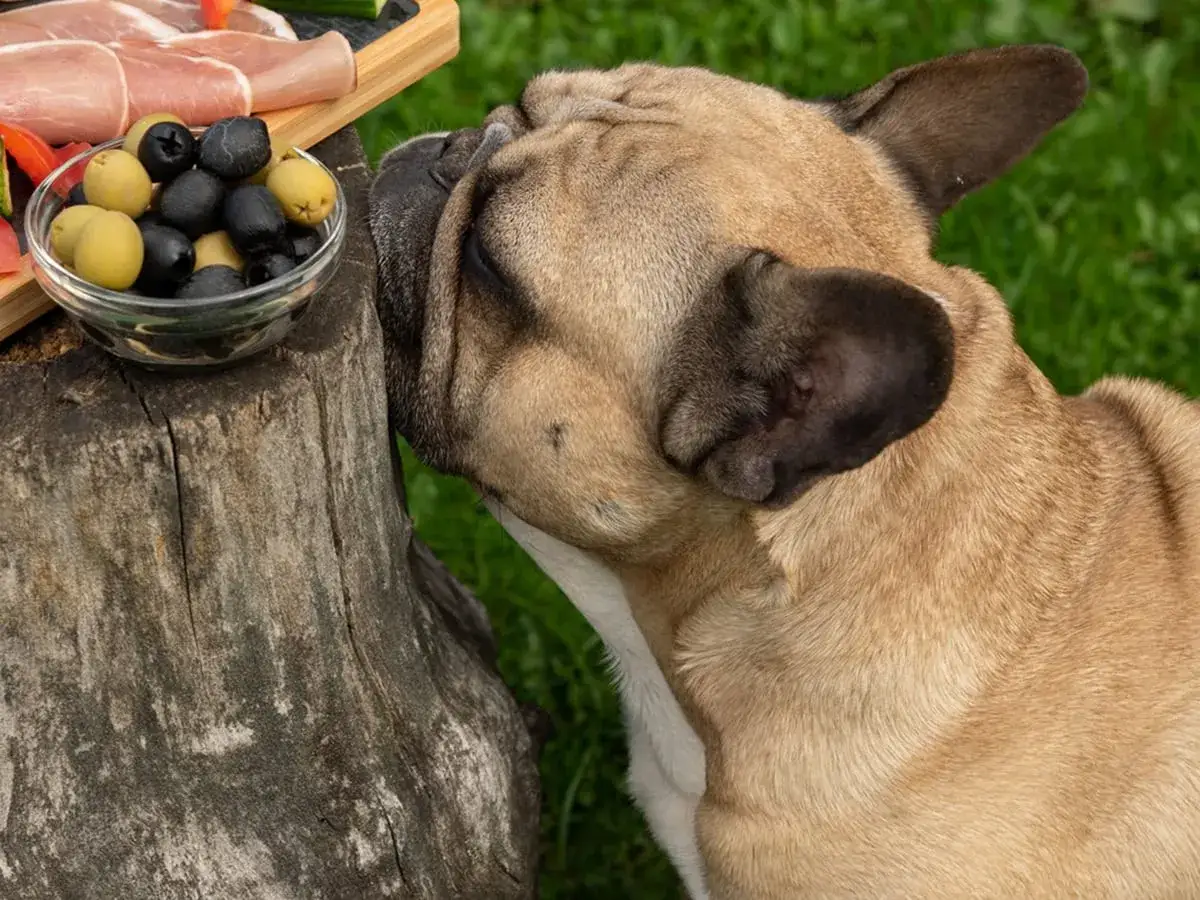 Buldog francuski wącha miseczkę z oliwkami. Czy pies może jeść oliwki? To pytanie zadaje sobie wielu właścicieli czworonog&oacute;w.
