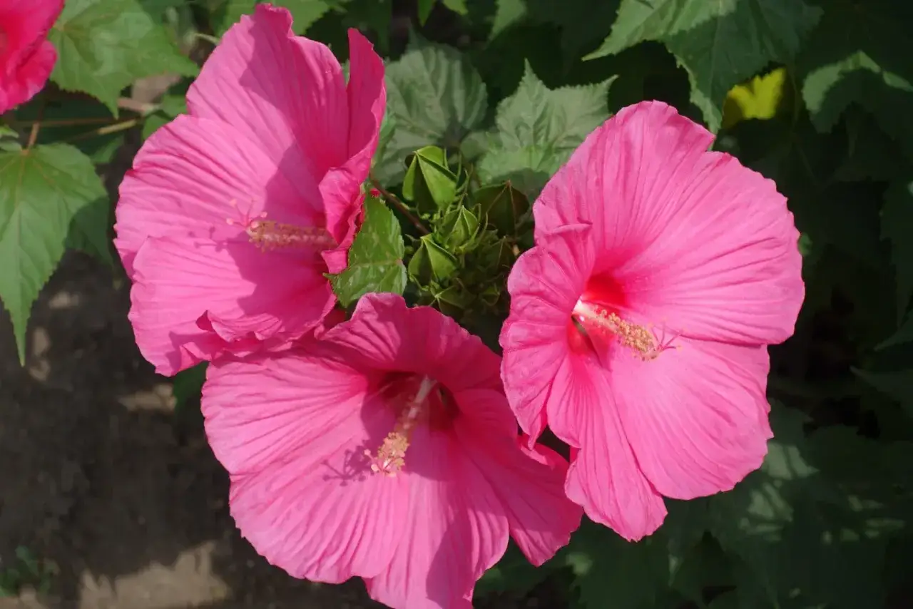 Trzy duże, różowe kwiaty hibiskusa bagiennego z zielonymi pąkami w centrum. Przygotowanie do zimowania.