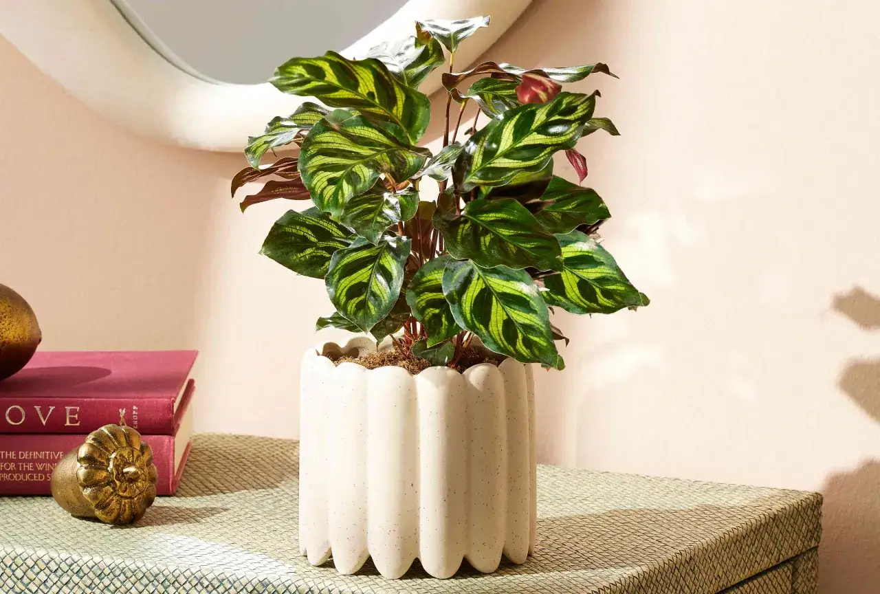 Calathea con hojas vibrantes en maceta texturizada. Consejos para calathea cuidados: luz indirecta, humedad y riego moderado.
