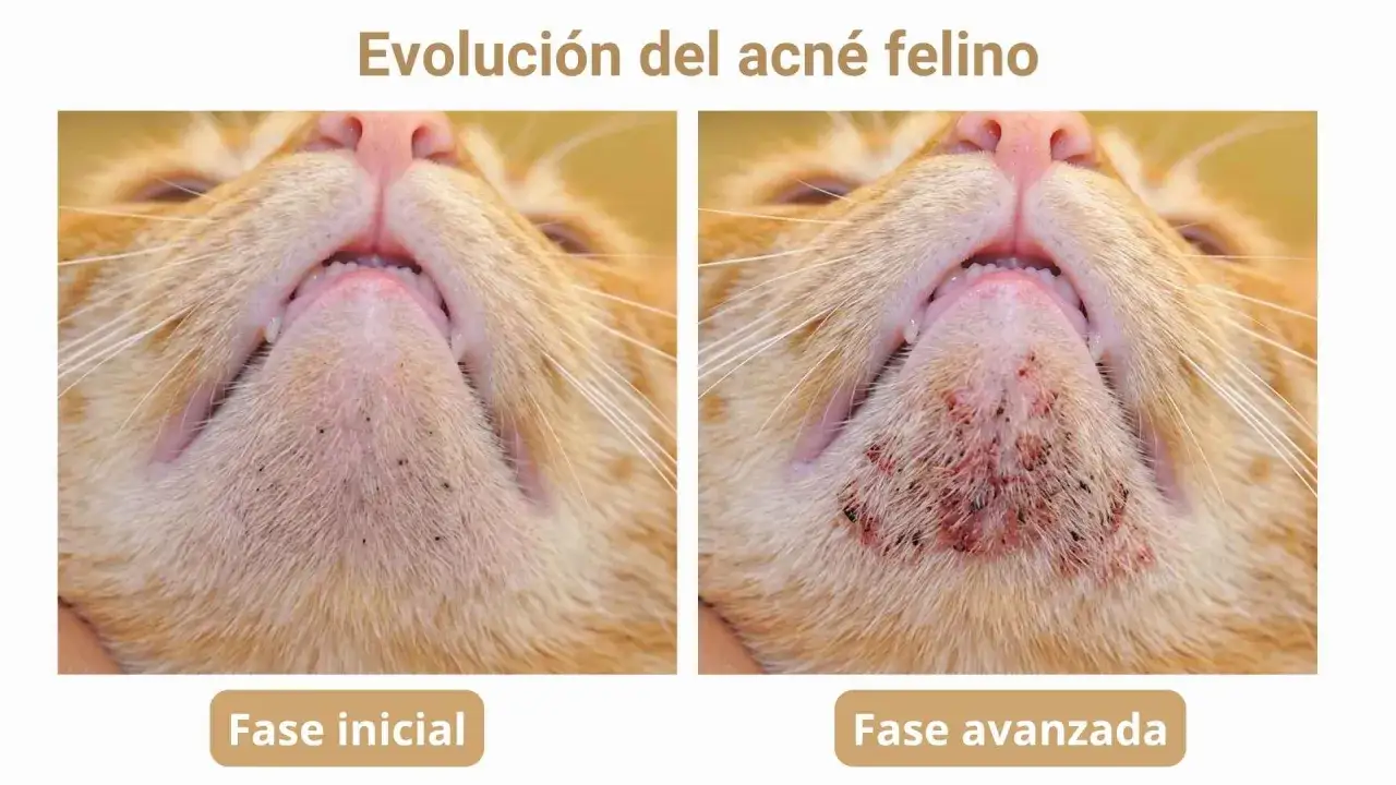 Evolución del acné felino: fase inicial con puntos negros y fase avanzada con inflamación. Podría ser útil un tratamiento casero para el acné felino.