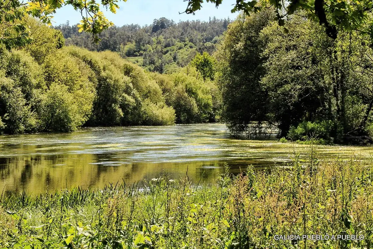 Un río sereno fluye a través de una frondosa carballeira do Tambre, reflejando el verde vibrante de los árboles y el cielo azul.