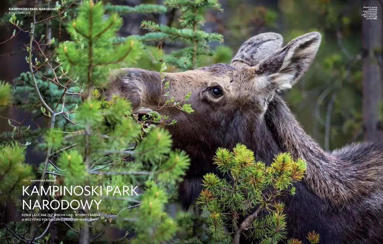 Łoś w gęstwinie sosnowej. Kampinoski Park Narodowy, gdzie żyje ponad 300 łosi, to dzikie lasy, łąki i bagna blisko Warszawy.