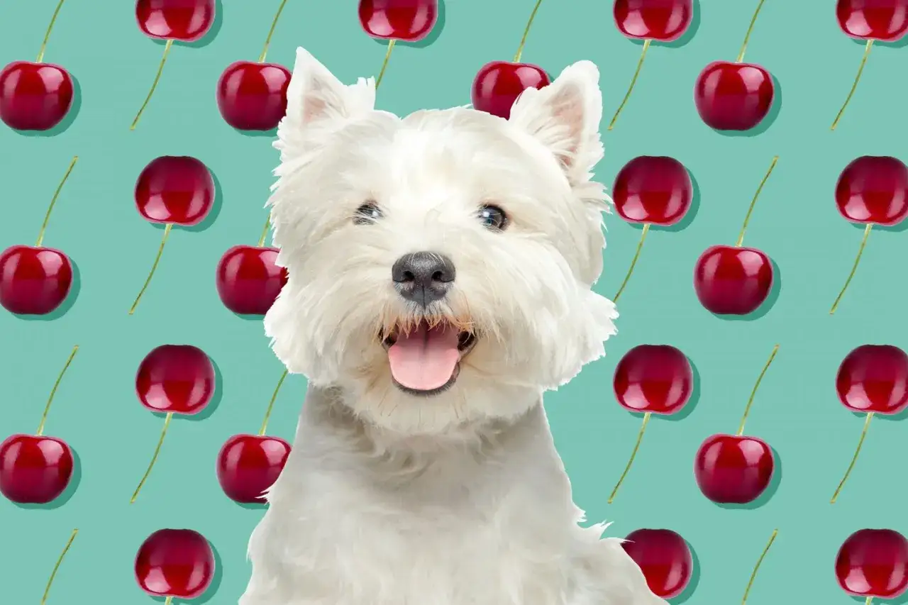 Un perro blanco sonriente con cerezas rojas de fondo. &iquest;Pueden comer cerezas los perros? &iexcl;Este parece feliz de averiguarlo!