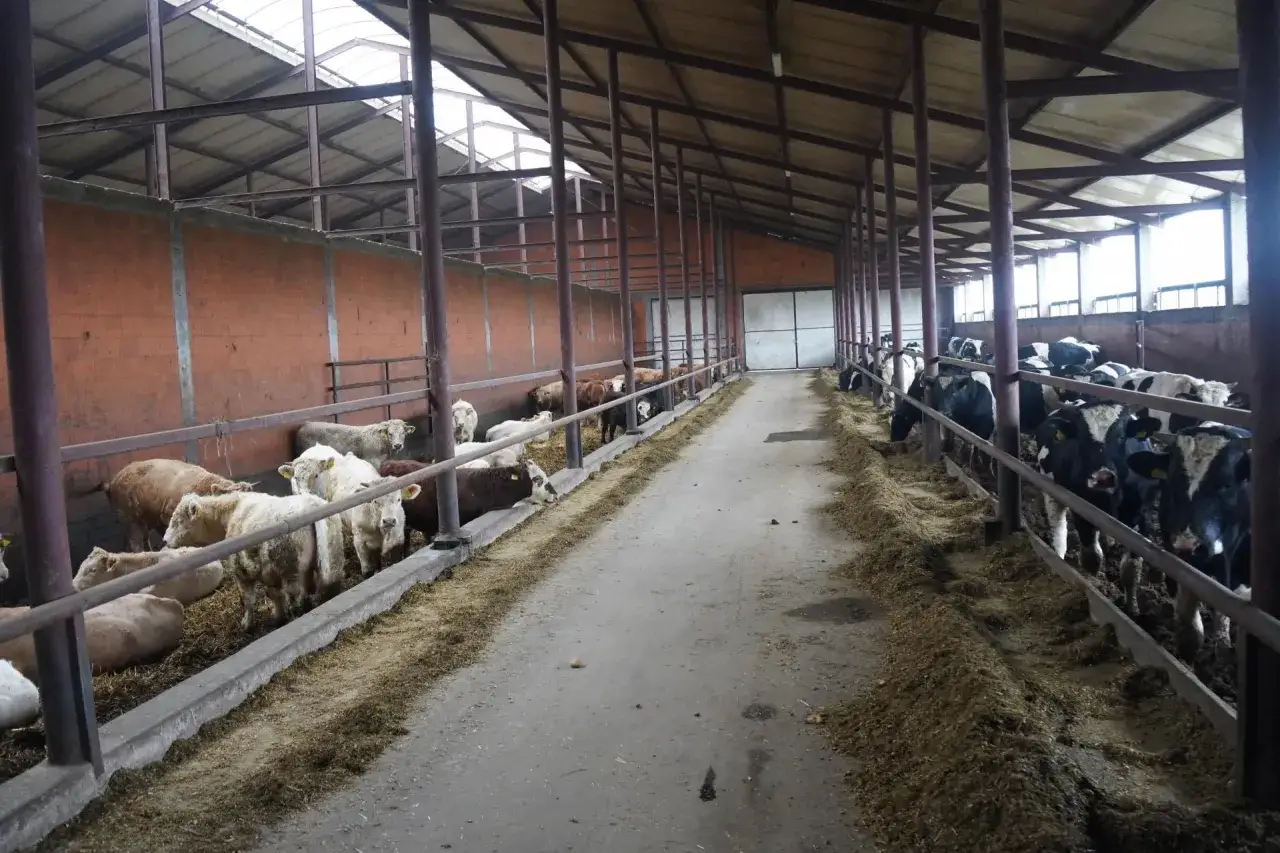 Wnętrze obory na byki, gdzie zwierzęta stoją w rzędach przy karmnikach. Widać różne umaszczenia bydła.