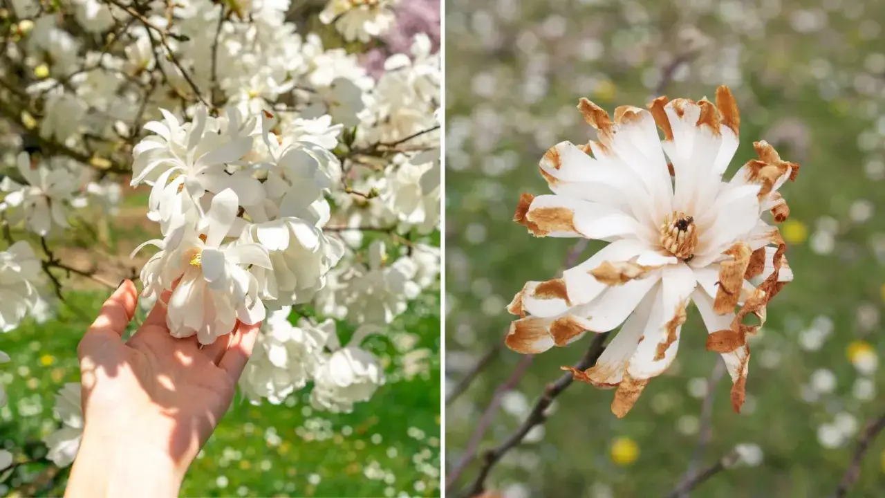 Piękna magnolia, ale dlaczego nie kwitnie? Zobacz, co może być przyczyną uszkodzeń kwiatów.