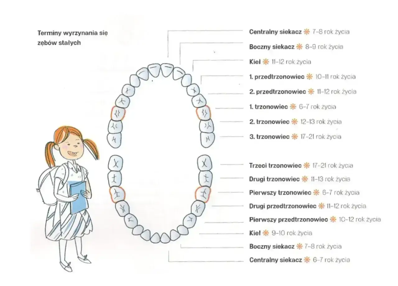 Schemat zębów stałych z zaznaczonymi zębami przedtrzonowymi, które wyrzynają się między 10 a 12 rokiem życia. Obok dziewczynka z plecakiem.