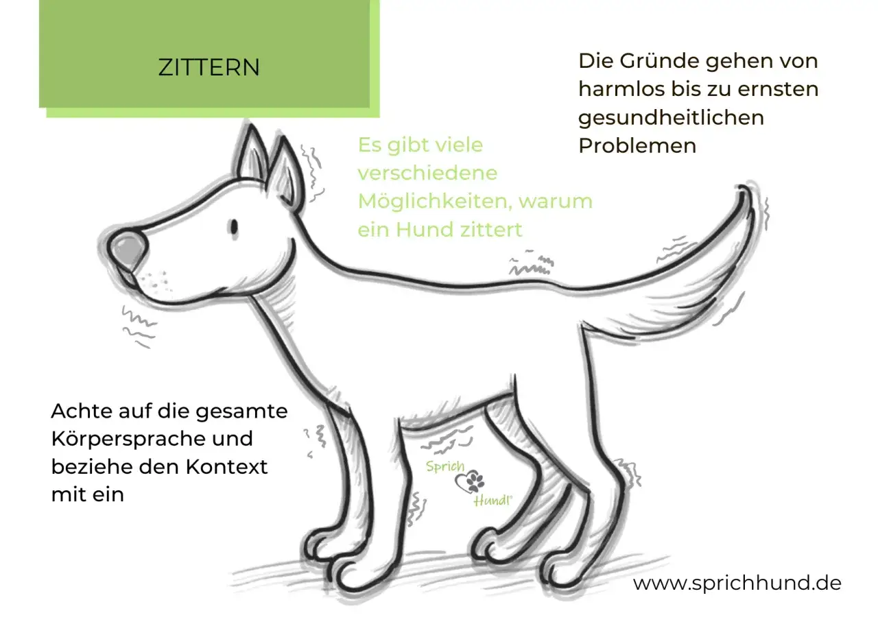 Ein Hund zittert im Ruhezustand. Die Gr&uuml;nde k&ouml;nnen harmlos oder ernst sein. Achte auf die K&ouml;rpersprache und den Kontext.