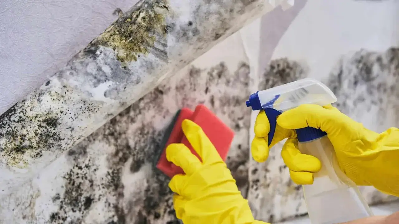Mani con guanti gialli puliscono un muro coperto di muffa con una spugna e uno spray. Soluzione per capire cosa mettere negli armadi per evitare la muffa.