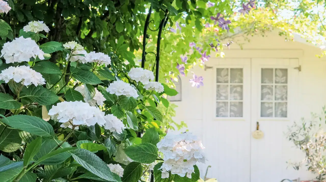 Weiße Hortensien blühen üppig vor einem weißen Gartenhaus. Der ideale **hortensien standort** für diesen blühenden Traum.