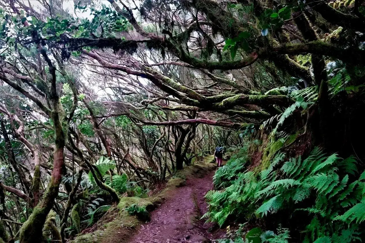 Un excursionista recorre el sendero de los sentidos Tenerife, rodeado de &aacute;rboles cubiertos de musgo y helechos exuberantes.