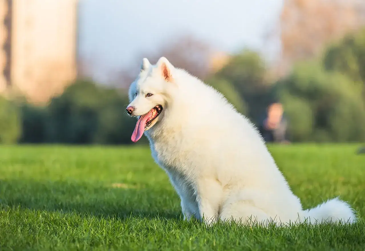 Biały samoyed z charakterystycznym uśmiechem siedzi na trawie, ciesząc się ciepłym dniem.
