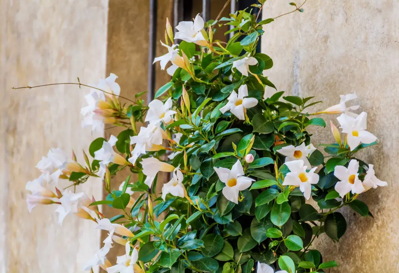 Un arbusto exuberante con flores blancas y amarillas, perfecto para un jardín de flores de verano exterior.