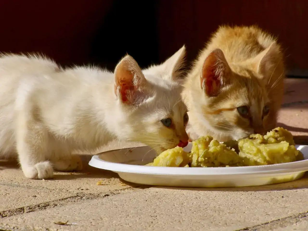 Two kittens, one white and one orange, curiously investigate a plate of mashed potatoes, raising the question: can cats eat potatoes?
