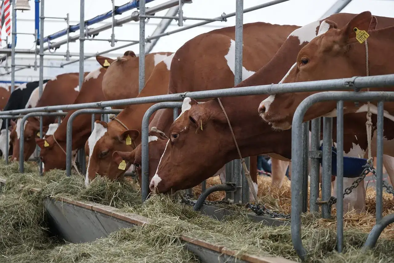 Kilka krów holenderskich w brązowo-białe łaty, pasących się na wybiegu.