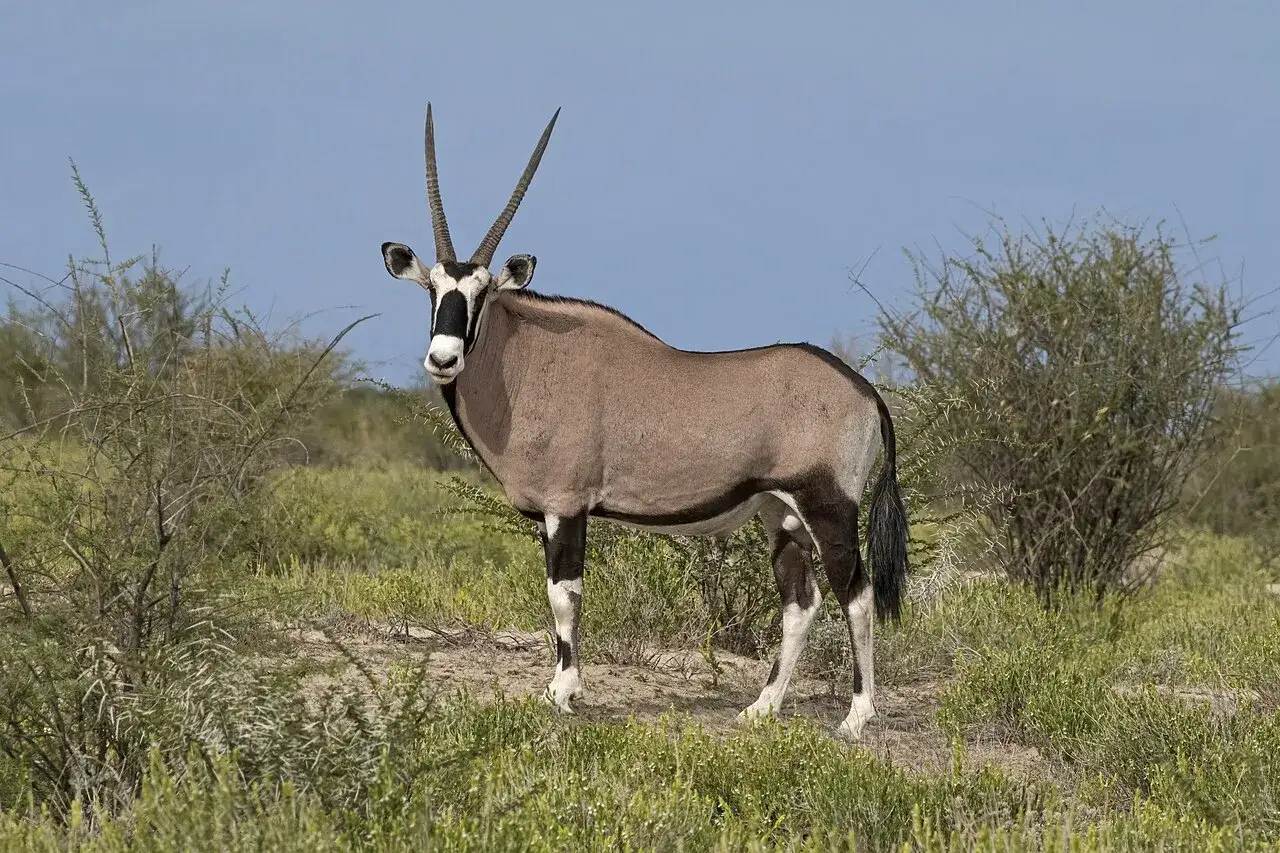 Oryx animal africano, con su distintivo rostro blanco y negro y cuernos largos y rectos, se alza en un paisaje &aacute;rido.