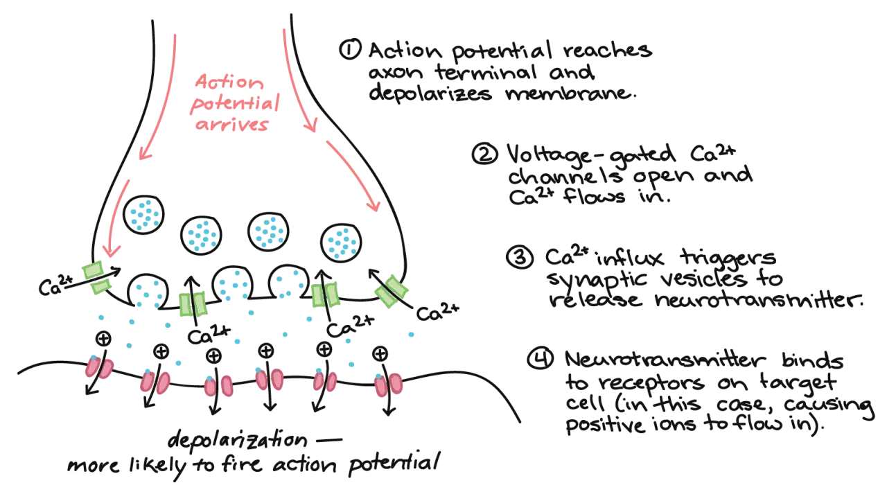 Il **significato** di una **sinapsi**: un potenziale d'azione arriva, il Ca2+ entra, i neurotrasmettitori vengono rilasciati e si legano ai recettori, causando depolarizzazione.