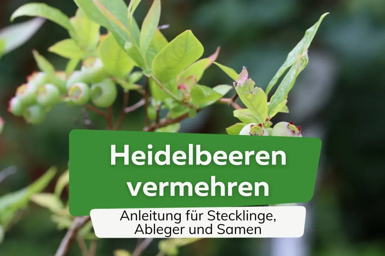 Gr&uuml;ne Heidelbeeren an einem Strauch. Text: 
