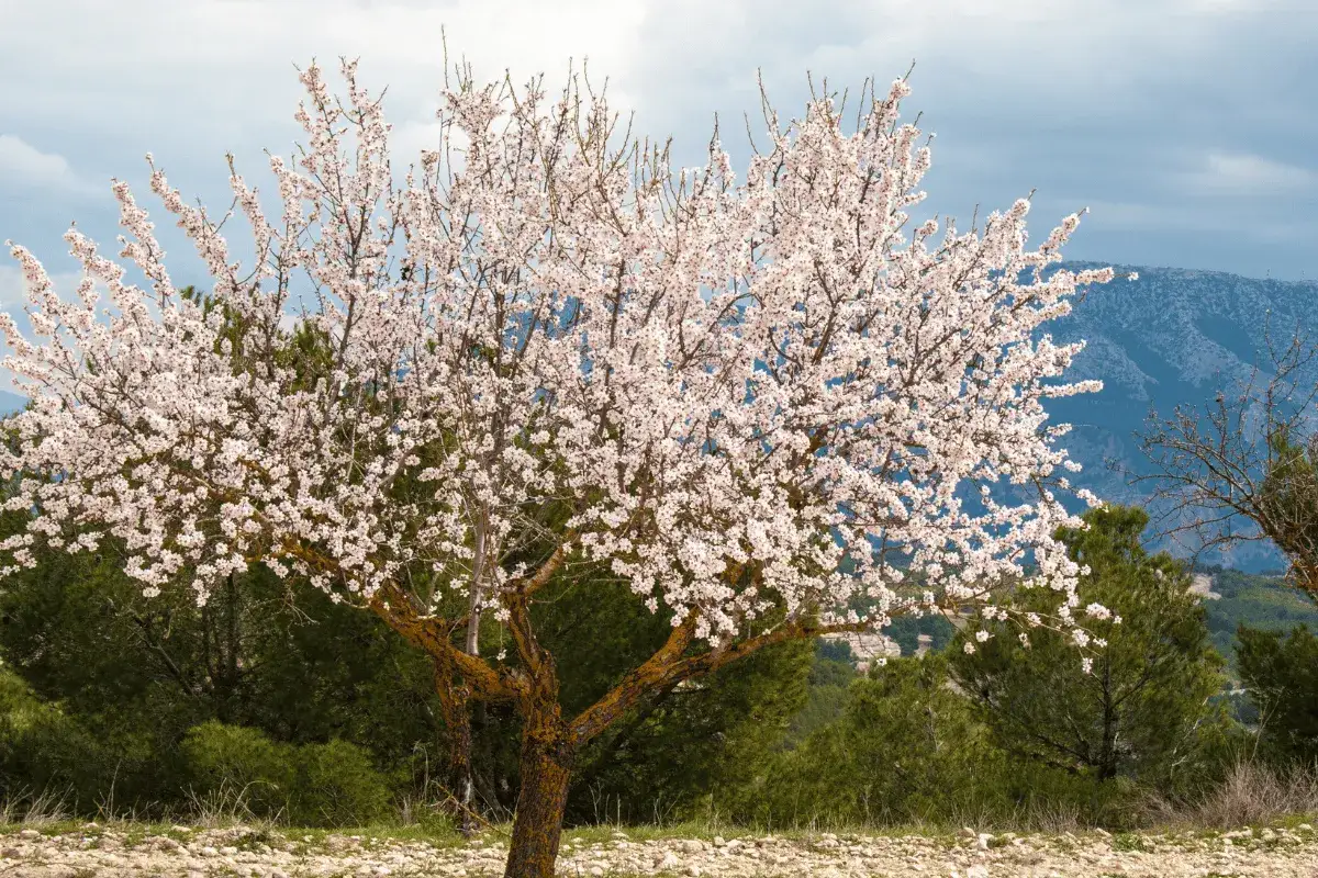 Un amandier taille adulte en pleine floraison, ses branches charg&eacute;es de fleurs blanches d&eacute;licates se d&eacute;tachent sur un ciel nuageux et des montagnes bleut&eacute;es.