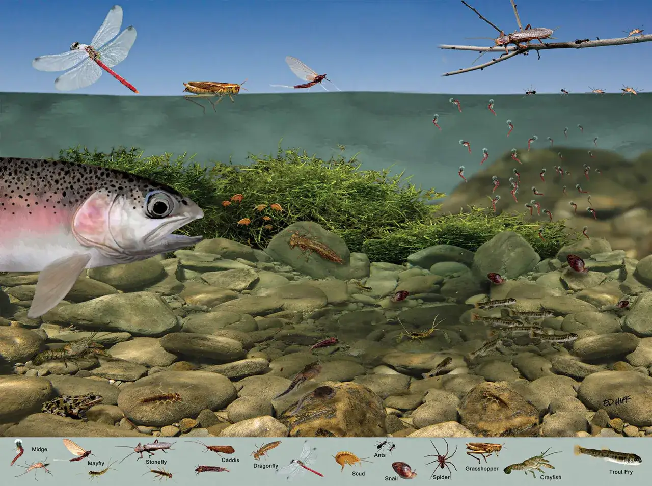 Regenbogenforelle im Fluss, die nach Insekten wie M&uuml;cken, Eintagsfliegen und K&ouml;cherfliegen schnappt. Was frisst eine Forelle? Alles, was ins Wasser f&auml;llt!
