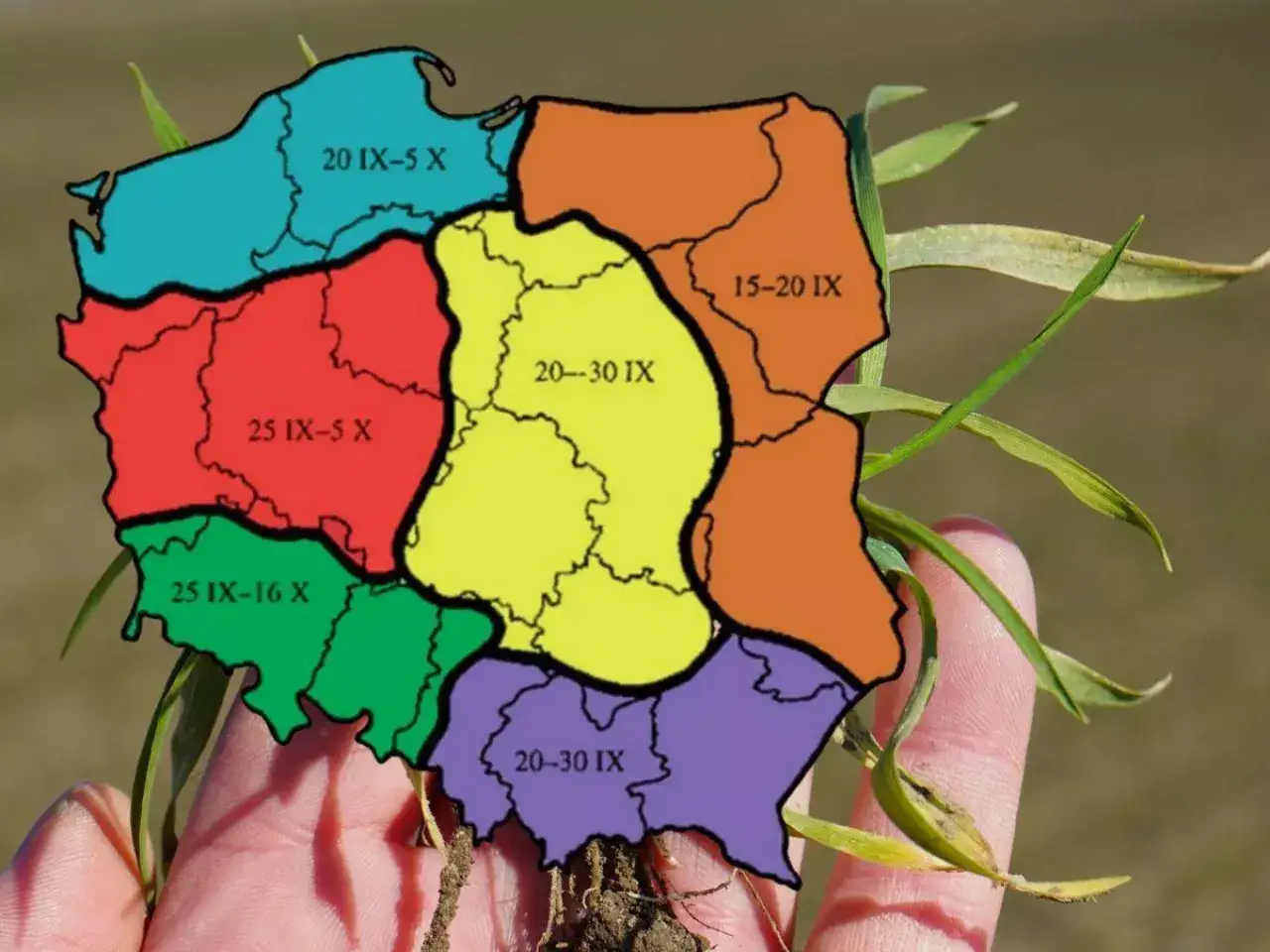 Mapa Polski z terminami siewu pszenicy. Różne regiony wskazują optymalne daty, kiedy sieje się pszenicę.