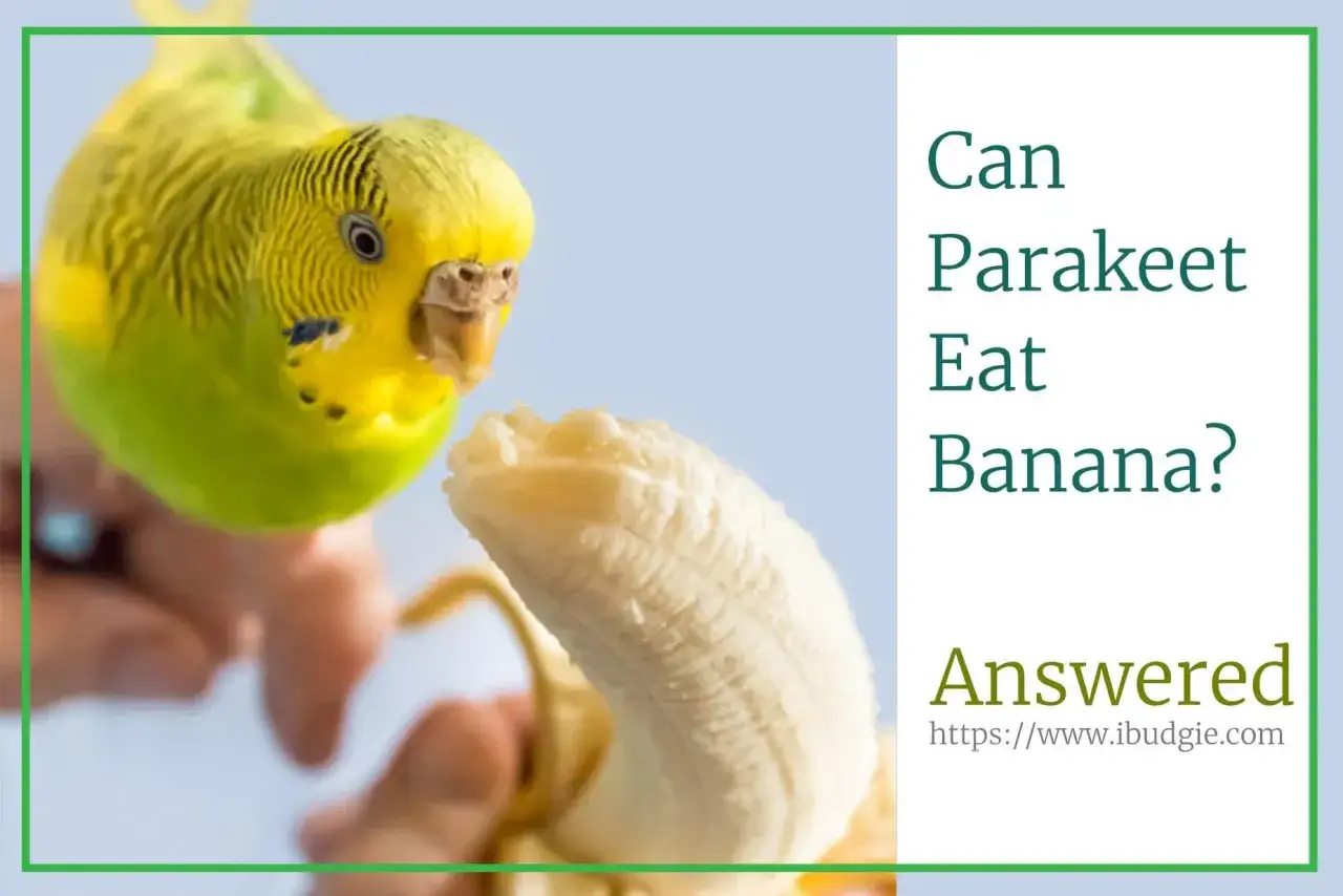papuga jedząca banana