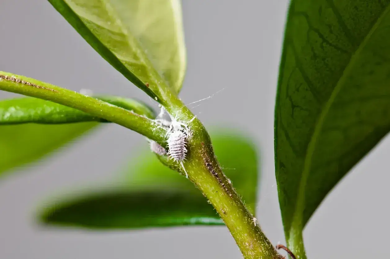 Cocciniglia a scudetto, un parassita bianco e lanuginoso, si attacca al fusto di una pianta verde, creando una colonia.