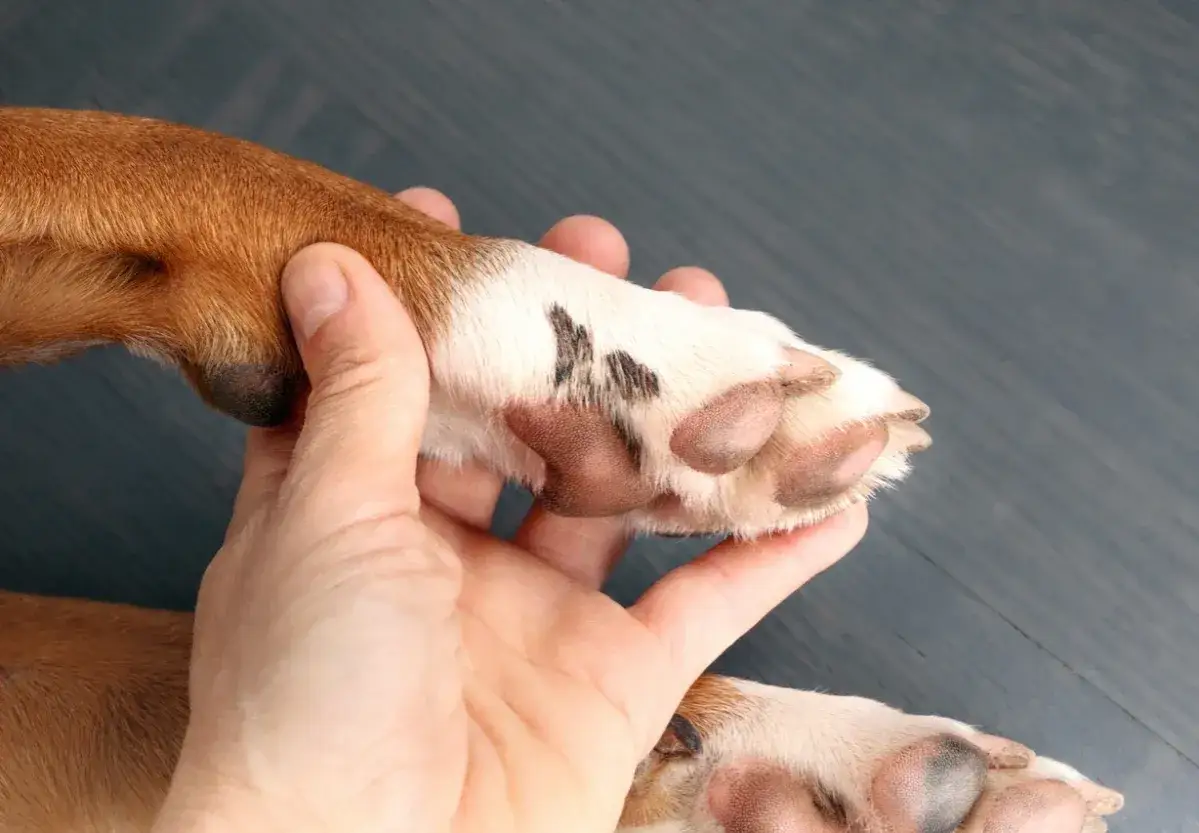 A hand gently holds a dog's paw, showing the pads and fur. This image could represent concerns about excessive licking in dogs, potentially causing irritation.