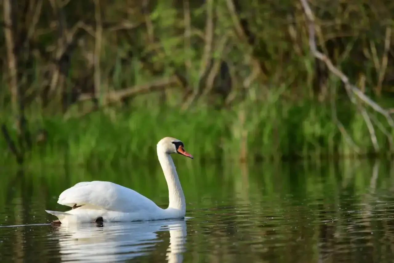 Piękny łabędź niemy pływa po spokojnej wodzie, otoczony zielenią.