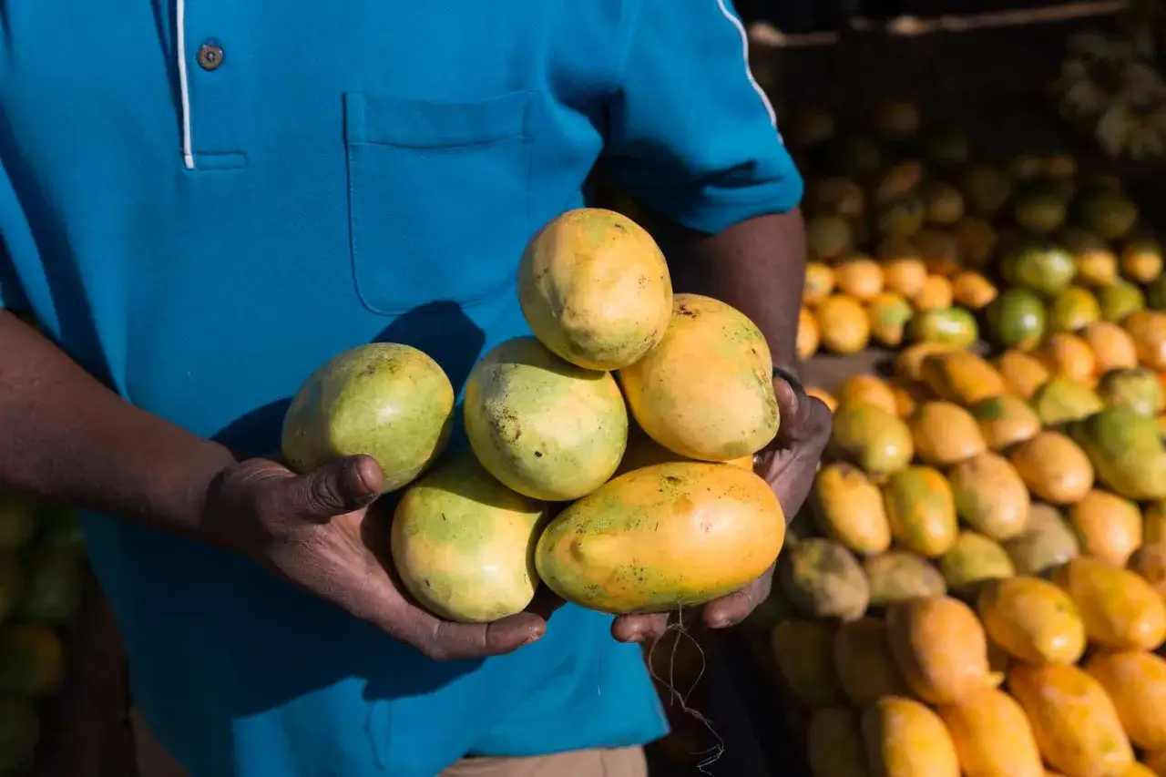 Ręce mężczyzny trzymają świeże mango, które wyglądają jak te z opinii o african mango.