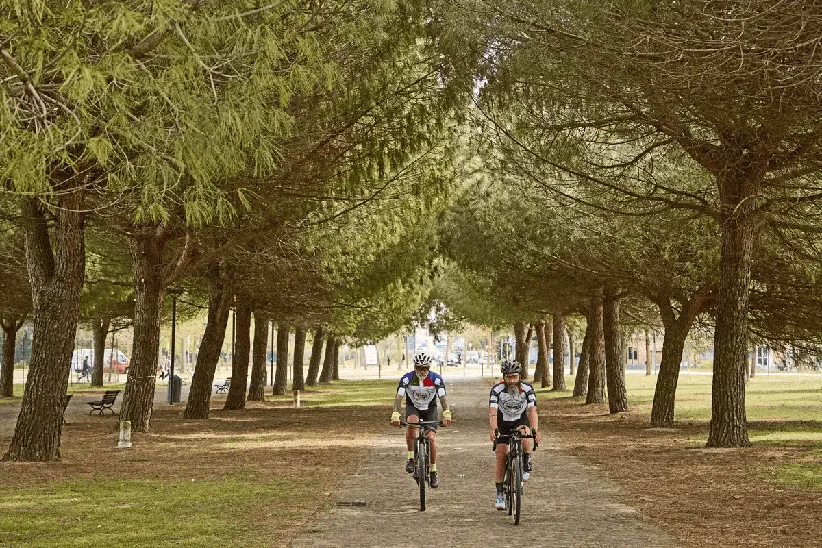 Due ciclisti pedalano su una ciclabile a Ravenna, immersi in un viale alberato di pini marittimi.