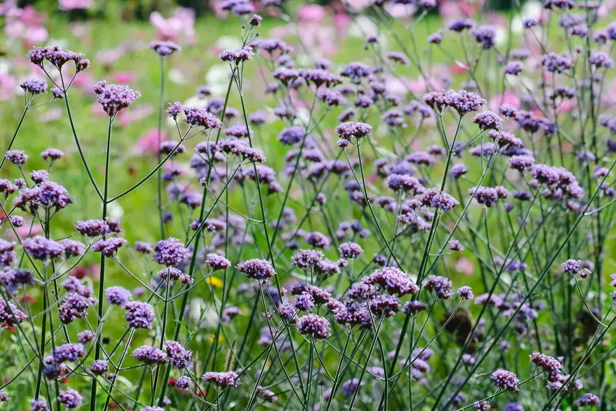 En &auml;ng fylld med lila verbena perenn blommor som svajar i vinden.