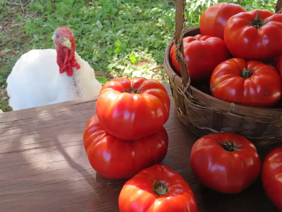 Une dinde blanche observe une r&eacute;colte de vari&eacute;t&eacute; grosse tomate rouge, certaines dans un panier, d'autres sur une table en bois.