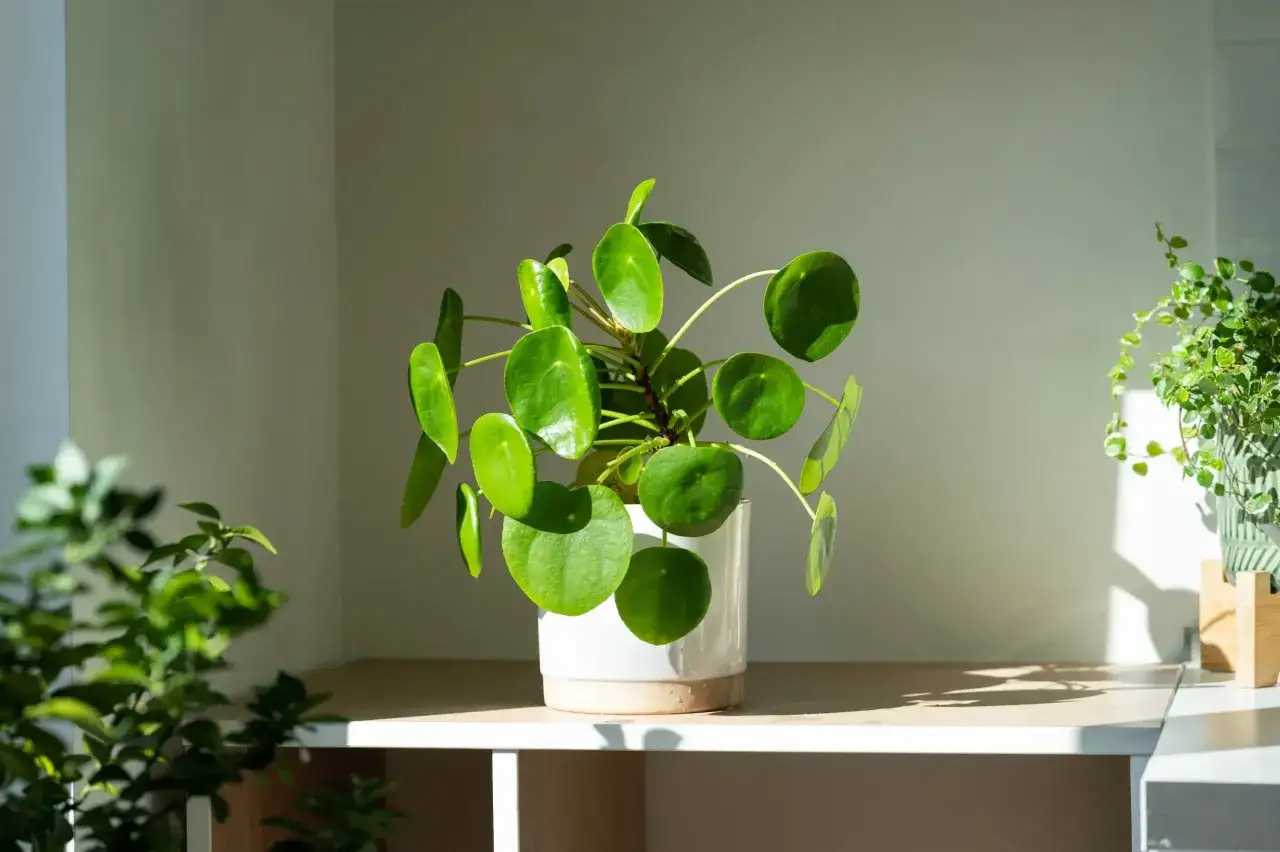 Eine Pilea mit runden, gr&uuml;nen Bl&auml;ttern in einem wei&szlig;en Topf. Sonnenschein beleuchtet die Pflanze und wirft Schatten. Tipps zur Pilea Pflege.